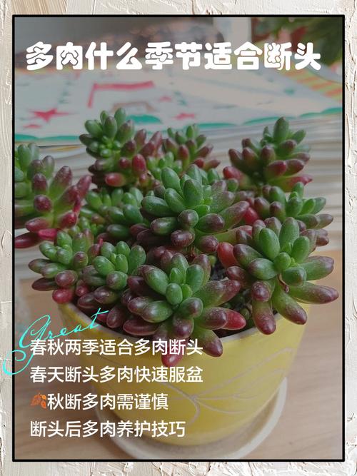 多肉断了还能活吗？多肉断了还能活吗图片？-第7张图片-优品飞百科