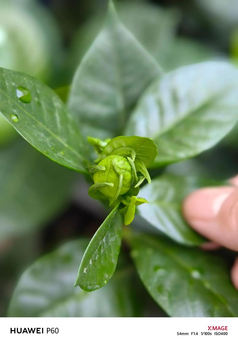栀子花冬天长了花苞,栀子花冬天长了花苞怎么处理-第1张图片-优品飞百科 栀子花冬天长了花苞,栀子花冬天长了花苞怎么处理-第1张图片-优品飞百科