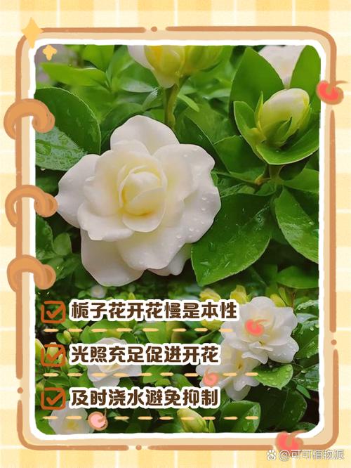 栀子花冬天长了花苞,栀子花冬天长了花苞怎么处理-第2张图片-优品飞百科 栀子花冬天长了花苞,栀子花冬天长了花苞怎么处理-第2张图片-优品飞百科