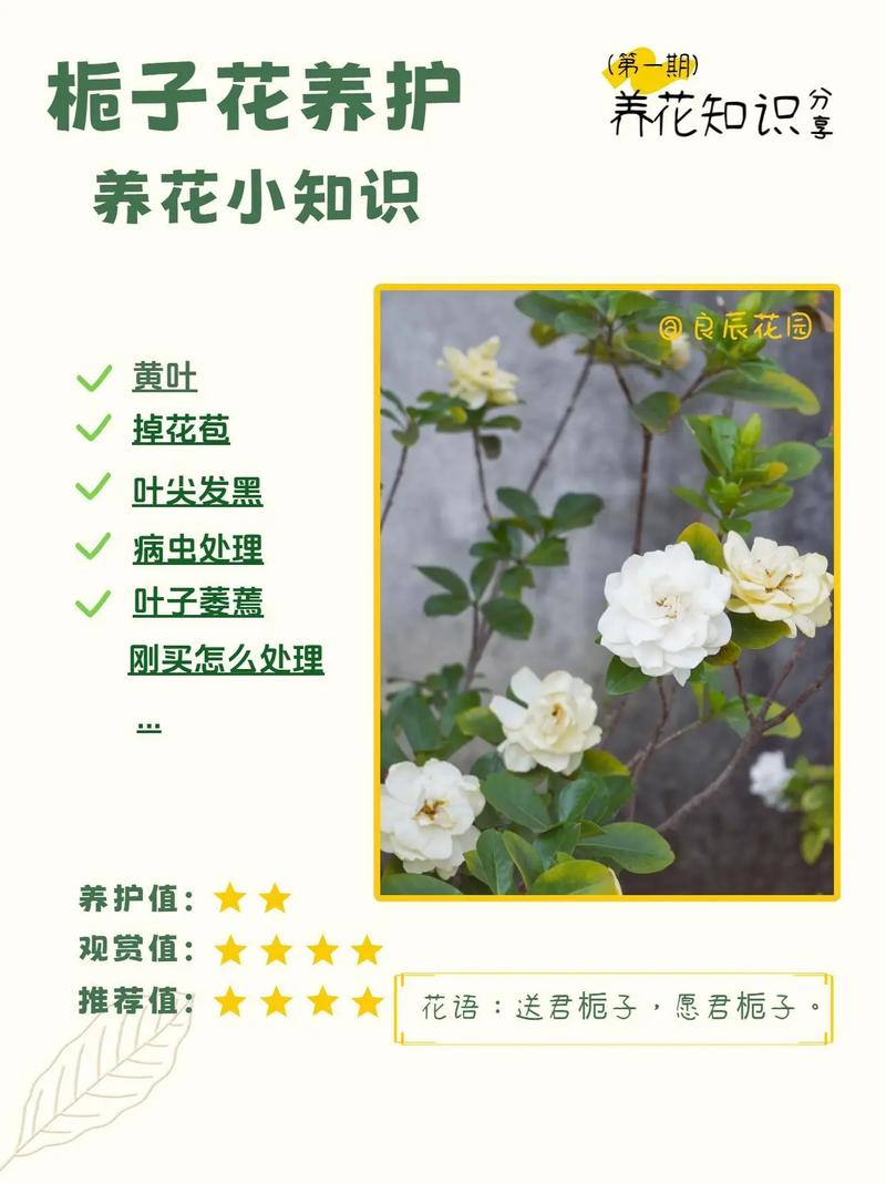 栀子花冬天长了花苞,栀子花冬天长了花苞怎么处理-第5张图片-优品飞百科 栀子花冬天长了花苞,栀子花冬天长了花苞怎么处理-第5张图片-优品飞百科