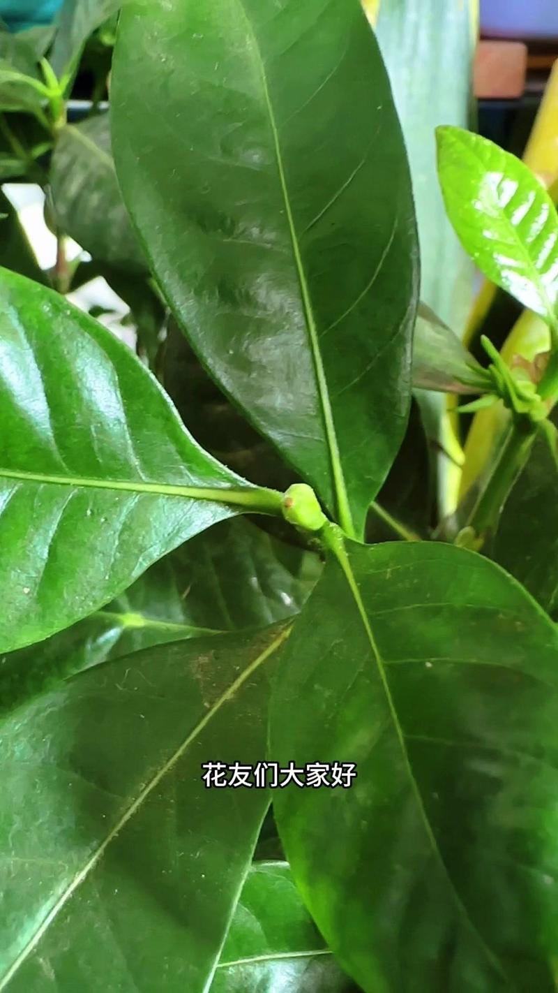 栀子花冬天长了花苞,栀子花冬天长了花苞怎么处理-第6张图片-优品飞百科 栀子花冬天长了花苞,栀子花冬天长了花苞怎么处理-第6张图片-优品飞百科