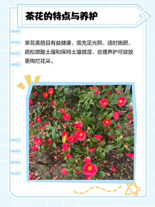 如何使滇山茶在圣诞开花，如何使滇山茶在圣诞开花呢