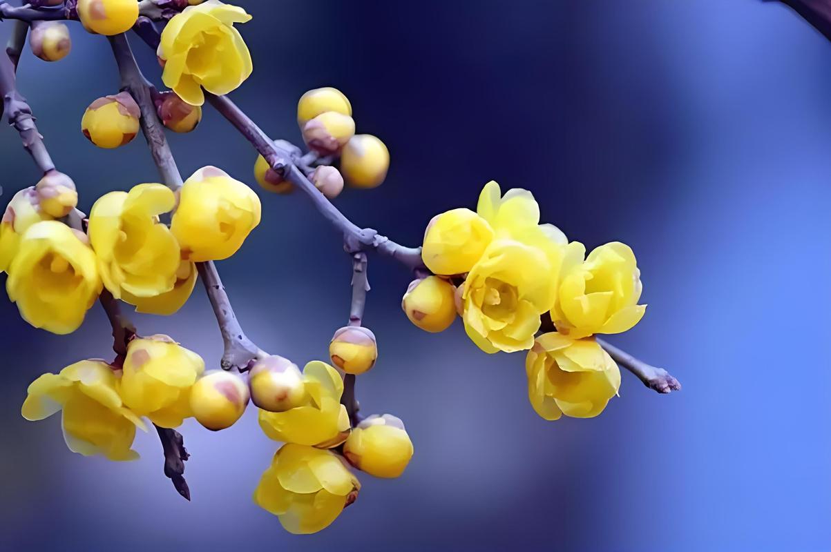 如何使滇山茶在圣诞开花，如何使滇山茶在圣诞开花呢-第2张图片-优品飞百科