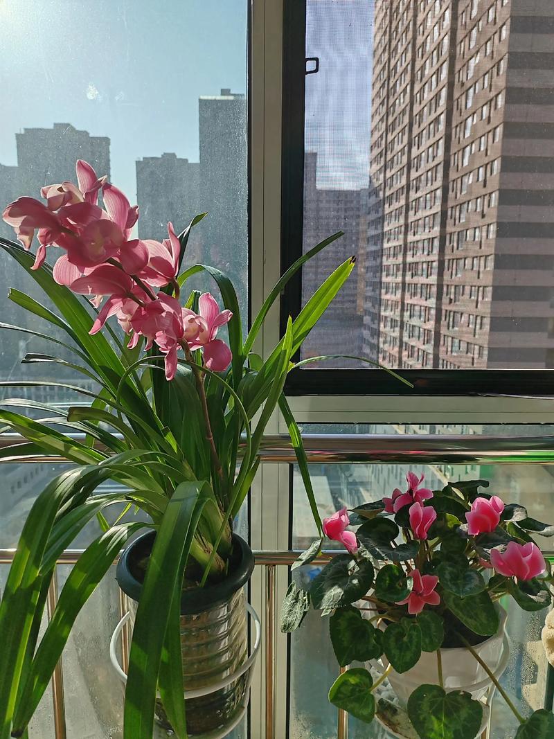 如何使滇山茶在圣诞开花，如何使滇山茶在圣诞开花呢-第3张图片-优品飞百科