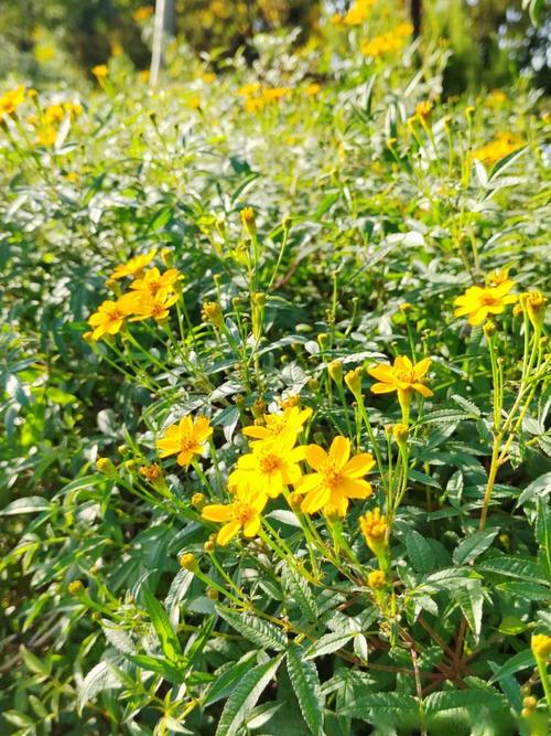 如何使滇山茶在圣诞开花，如何使滇山茶在圣诞开花呢-第4张图片-优品飞百科