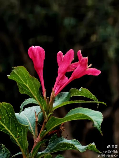 海仙花的养护方法及注意事项，海仙花的养护方法及注意事项图片？-第3张图片-优品飞百科