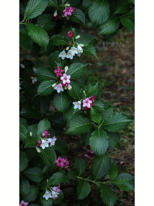 海仙花的养护方法及注意事项，海仙花的养护方法及注意事项图片？-第7张图片-优品飞百科