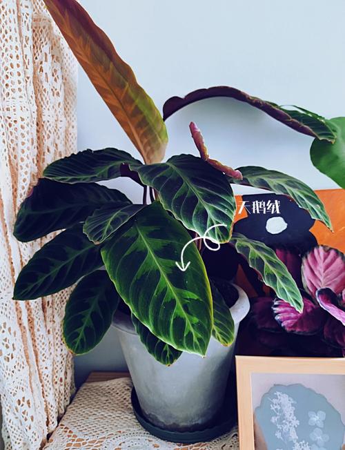 紫背竹芋黄叶原因和处理办法，紫背竹芋叶子发黄发干怎么回事？