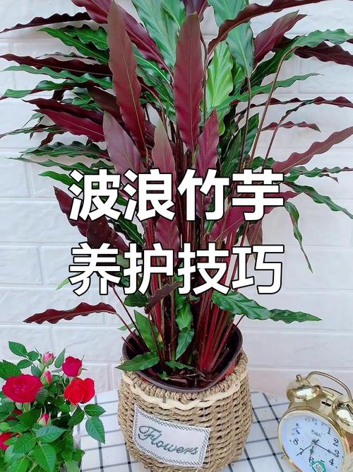 紫背竹芋黄叶原因和处理办法，紫背竹芋叶子发黄发干怎么回事？-第3张图片-优品飞百科