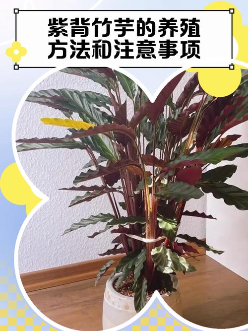 紫背竹芋黄叶原因和处理办法，紫背竹芋叶子发黄发干怎么回事？-第4张图片-优品飞百科