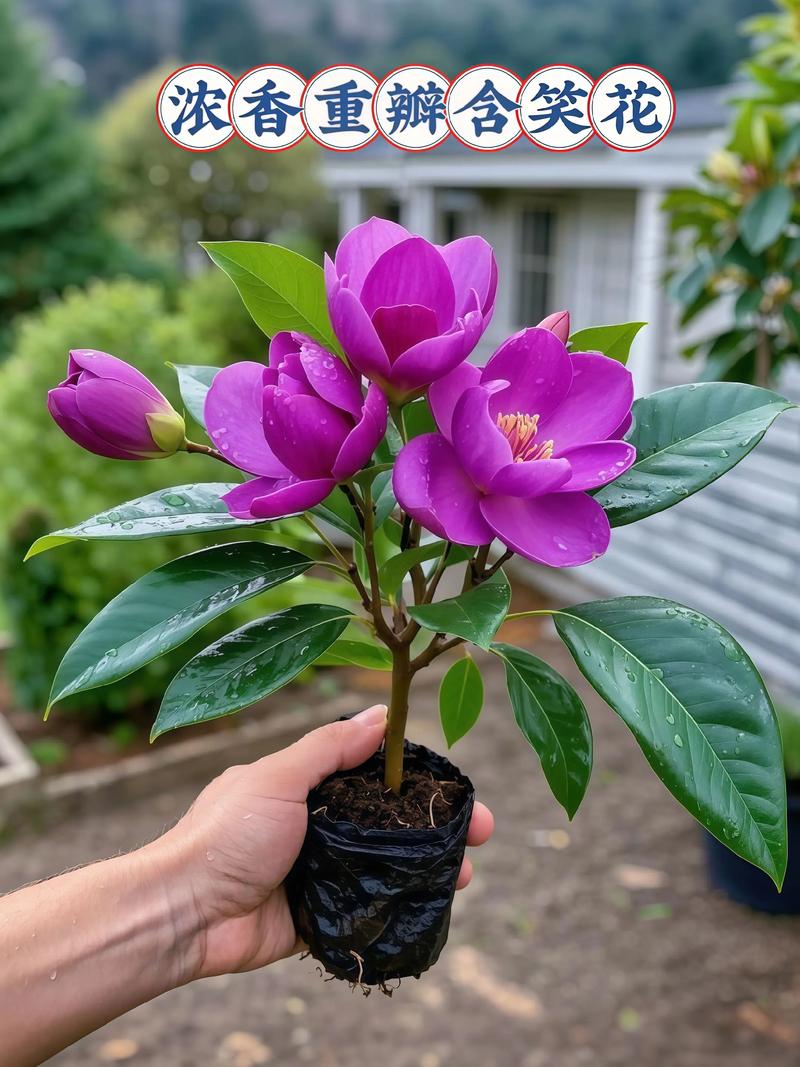 含笑花开花后怎么办?含笑花开了怎么不香??-第2张图片-优品飞百科 含笑花开花后怎么办?含笑花开了怎么不香??-第2张图片-优品飞百科