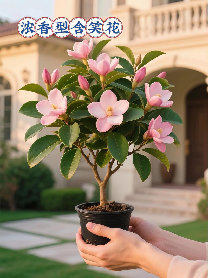 含笑花开花后怎么办?含笑花开了怎么不香??-第3张图片-优品飞百科 含笑花开花后怎么办?含笑花开了怎么不香??-第3张图片-优品飞百科