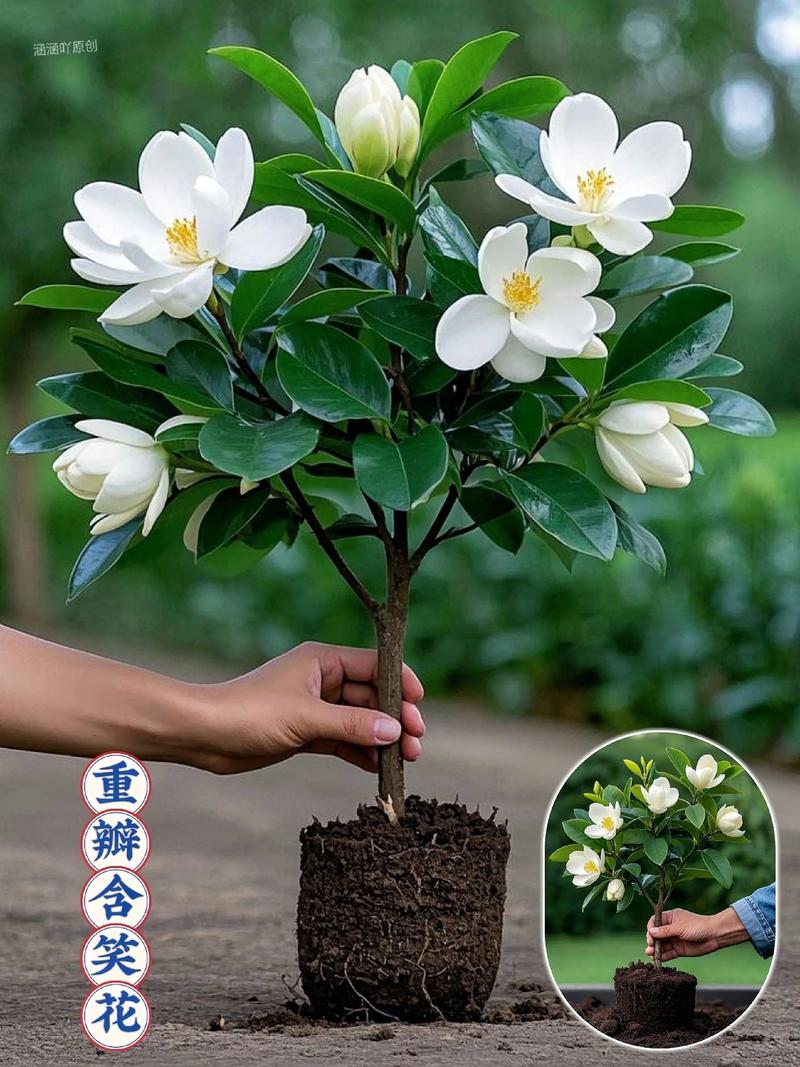 含笑花开花后怎么办?含笑花开了怎么不香??-第5张图片-优品飞百科 含笑花开花后怎么办?含笑花开了怎么不香??-第5张图片-优品飞百科