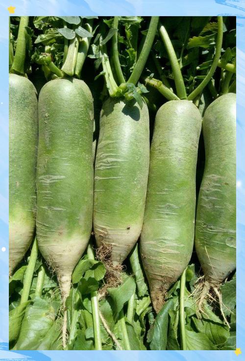 种萝卜的时间，种萝卜什么时间比较好