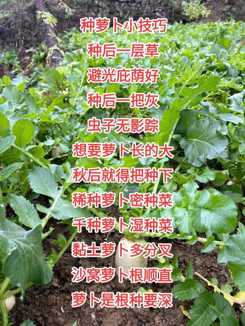种萝卜的时间，种萝卜什么时间比较好-第3张图片-优品飞百科