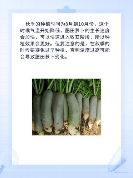 种萝卜的时间，种萝卜什么时间比较好-第6张图片-优品飞百科