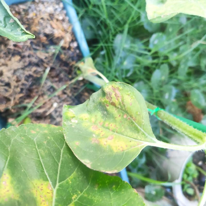 向日葵缺乏营养的症状？向日葵没有营养液怎么办？-第1张图片-优品飞百科