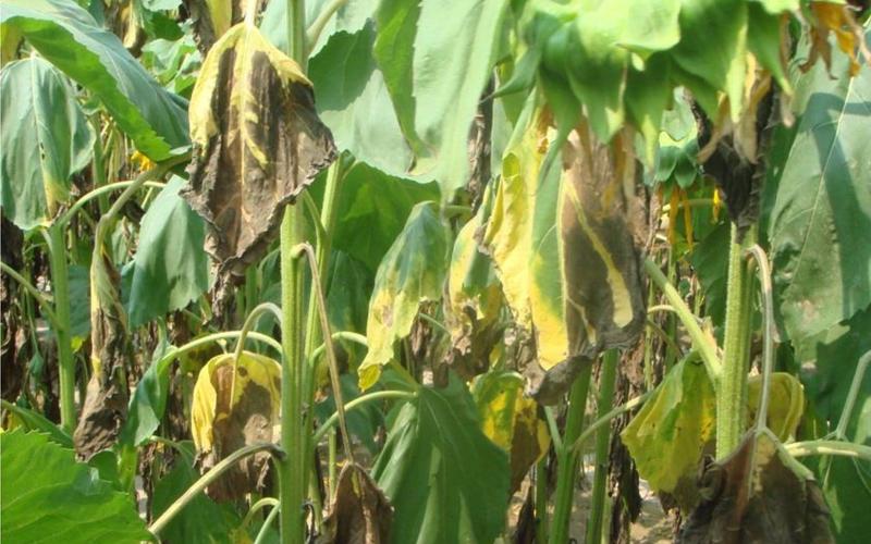 向日葵缺乏营养的症状？向日葵没有营养液怎么办？-第2张图片-优品飞百科