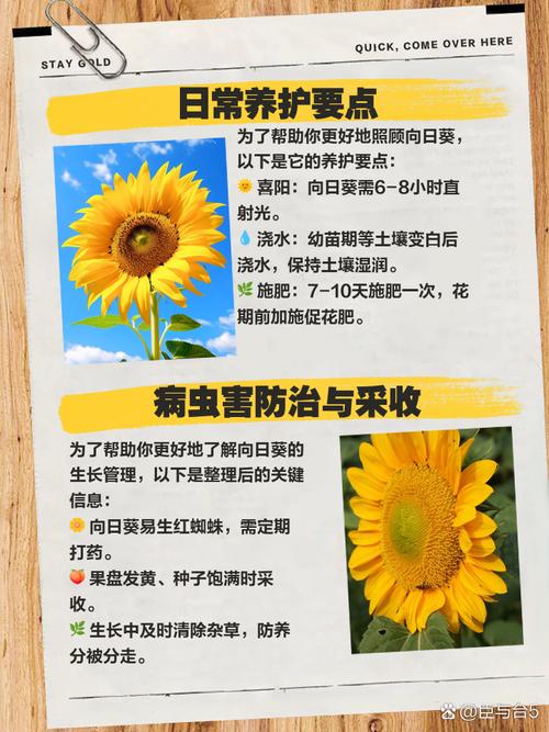 向日葵缺乏营养的症状？向日葵没有营养液怎么办？-第3张图片-优品飞百科