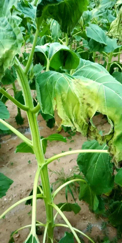 向日葵缺乏营养的症状？向日葵没有营养液怎么办？-第4张图片-优品飞百科