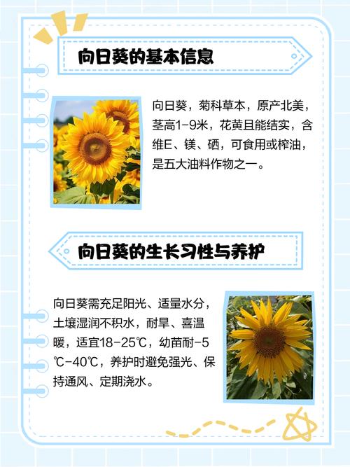 向日葵缺乏营养的症状？向日葵没有营养液怎么办？-第6张图片-优品飞百科