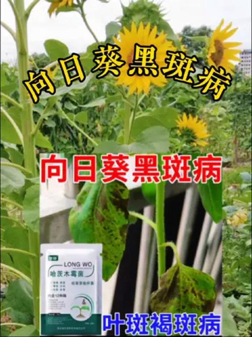 向日葵缺乏营养的症状？向日葵没有营养液怎么办？-第7张图片-优品飞百科
