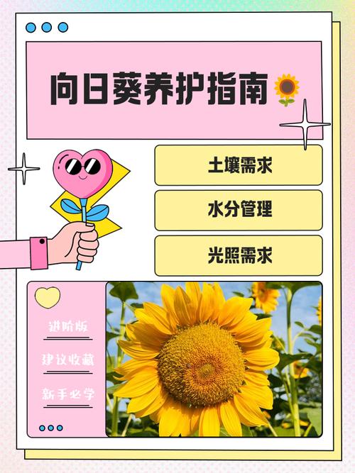 向日葵缺乏营养的症状？向日葵没有营养液怎么办？-第8张图片-优品飞百科