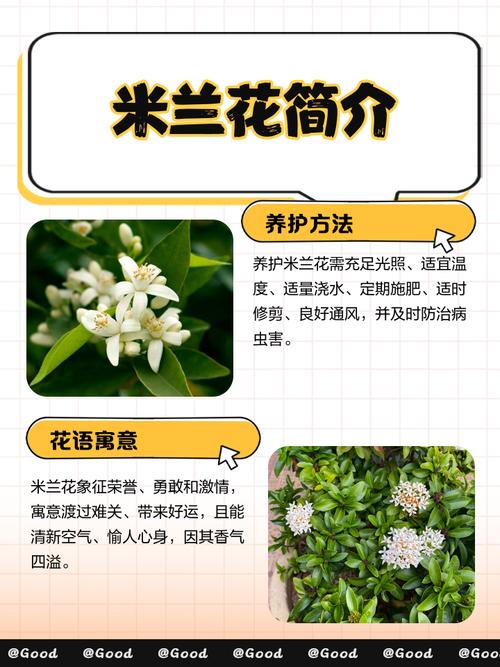 米兰的寓意，米兰的寓意和花语？