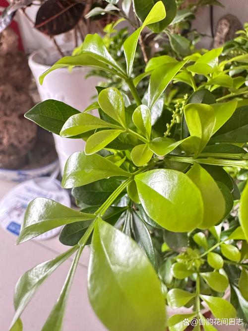 米兰的寓意，米兰的寓意和花语？-第2张图片-优品飞百科