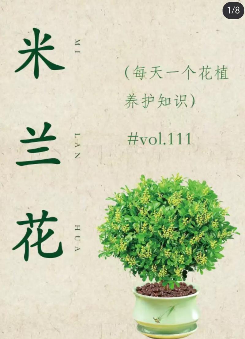 米兰的寓意，米兰的寓意和花语？-第4张图片-优品飞百科