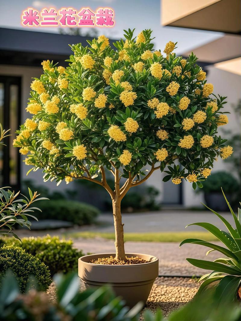 米兰的寓意，米兰的寓意和花语？-第5张图片-优品飞百科