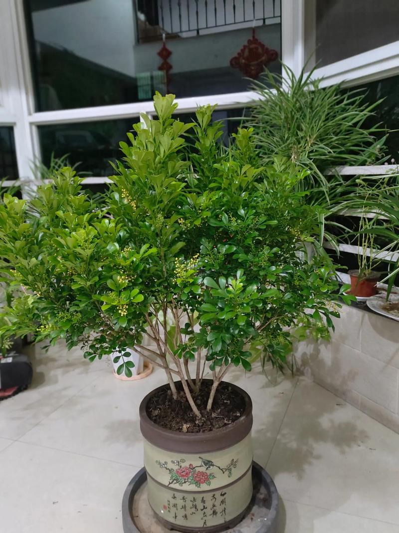 米兰的寓意，米兰的寓意和花语？-第6张图片-优品飞百科