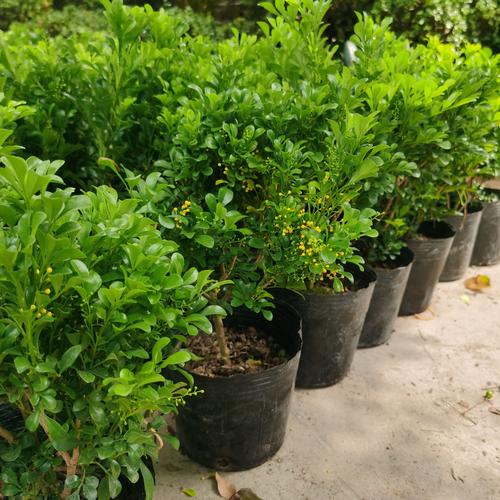 米兰的寓意，米兰的寓意和花语？-第7张图片-优品飞百科