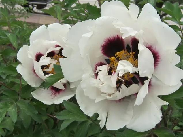 甘孜适合养什么花，市花和市树是什么？甘孜植物名录？