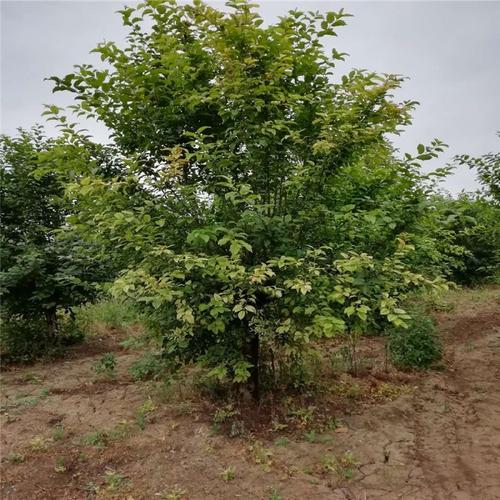 甘孜适合养什么花，市花和市树是什么？甘孜植物名录？-第2张图片-优品飞百科