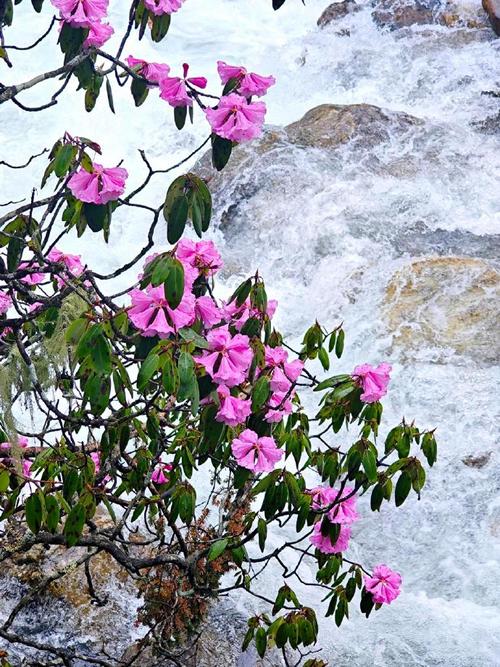 甘孜适合养什么花，市花和市树是什么？甘孜植物名录？-第3张图片-优品飞百科