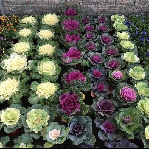 甘孜适合养什么花，市花和市树是什么？甘孜植物名录？-第4张图片-优品飞百科