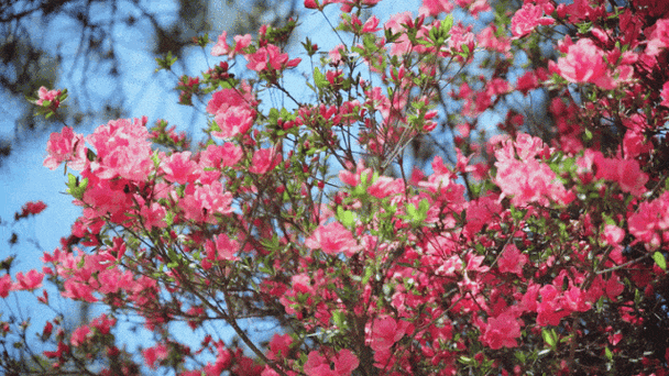 甘孜适合养什么花，市花和市树是什么？甘孜植物名录？-第5张图片-优品飞百科