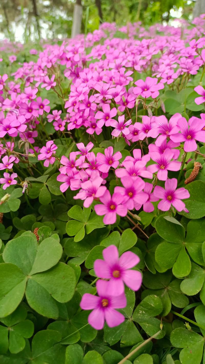 甘孜适合养什么花，市花和市树是什么？甘孜植物名录？-第6张图片-优品飞百科