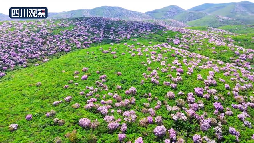 甘孜适合养什么花，市花和市树是什么？甘孜植物名录？-第7张图片-优品飞百科