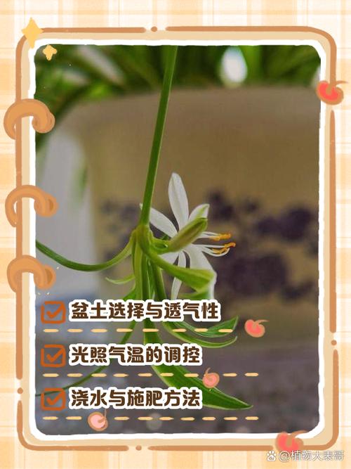 吊兰怎么养才长得粗壮，吊兰如何养得又绿又壮-第2张图片-优品飞百科