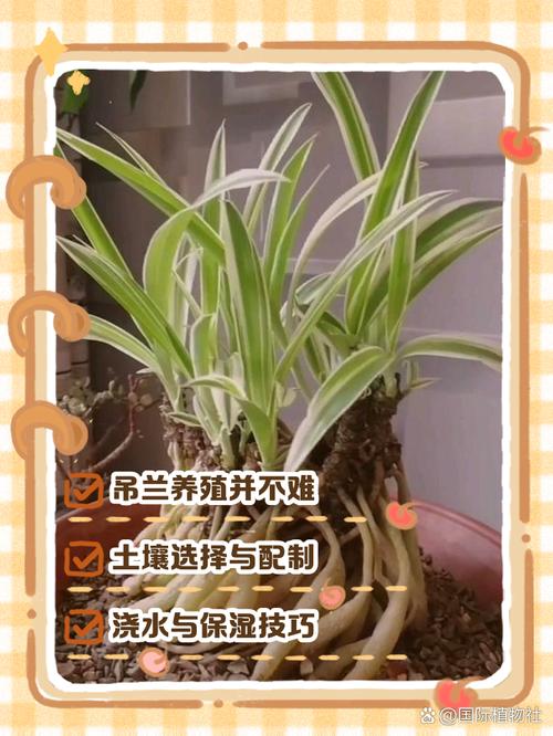 吊兰怎么养才长得粗壮，吊兰如何养得又绿又壮-第3张图片-优品飞百科