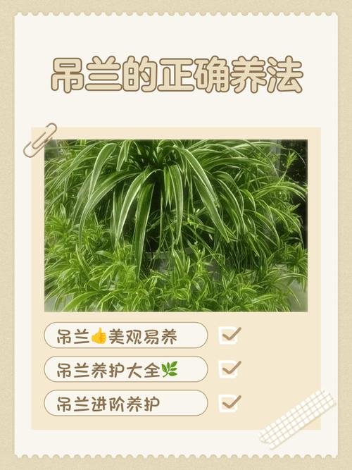 吊兰怎么养才长得粗壮，吊兰如何养得又绿又壮-第4张图片-优品飞百科