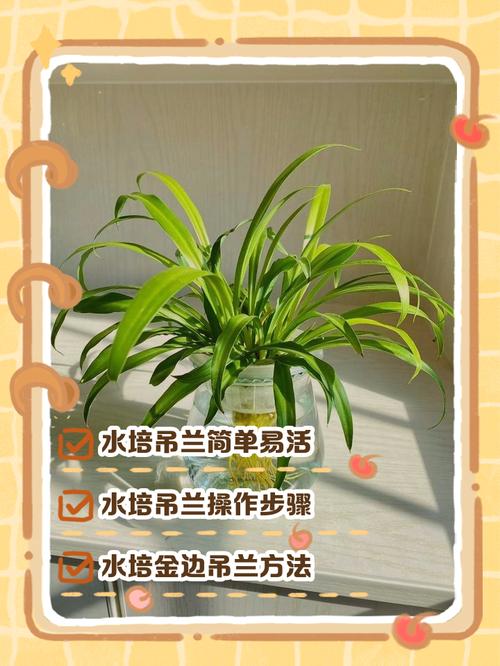 吊兰怎么养才长得粗壮，吊兰如何养得又绿又壮-第5张图片-优品飞百科