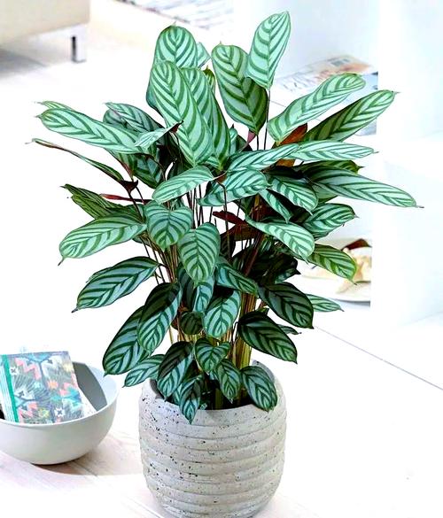 这些植物比较耐阴，可以放心养？什么植物最耐阴比较好养？