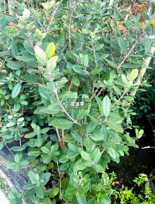 这些植物比较耐阴，可以放心养？什么植物最耐阴比较好养？-第2张图片-优品飞百科