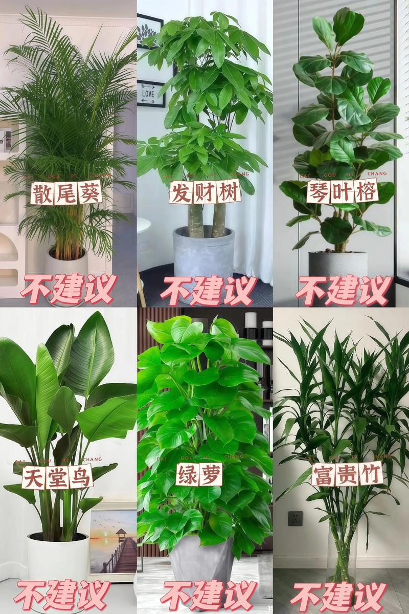 这些植物比较耐阴，可以放心养？什么植物最耐阴比较好养？-第3张图片-优品飞百科