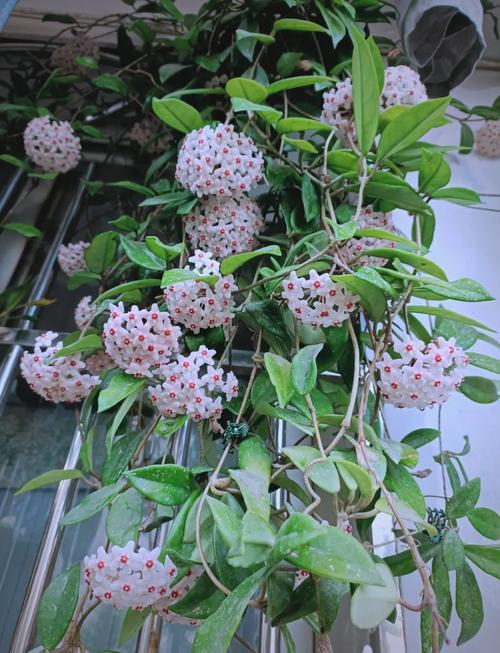 这些植物比较耐阴，可以放心养？什么植物最耐阴比较好养？-第4张图片-优品飞百科