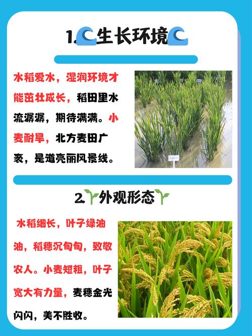 小麦是什么，和水稻的区别是什么，小麦是什么,和水稻的区别是什么呢？-第2张图片-优品飞百科