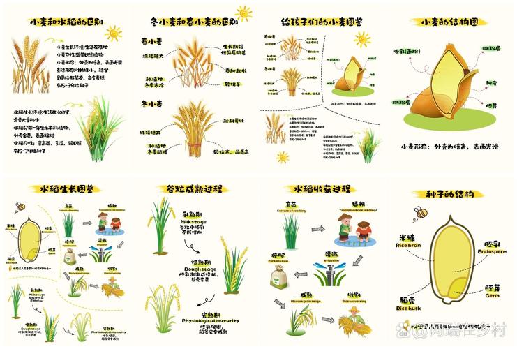 小麦是什么，和水稻的区别是什么，小麦是什么,和水稻的区别是什么呢？-第4张图片-优品飞百科